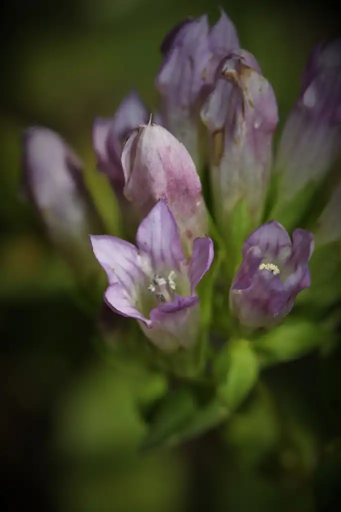 Photo of Gentianella quinquefolia (Gentianella quinquefolias)