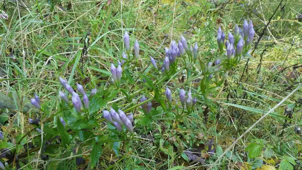 Photo of Gentianella quinquefolia (Gentianella quinquefolias)