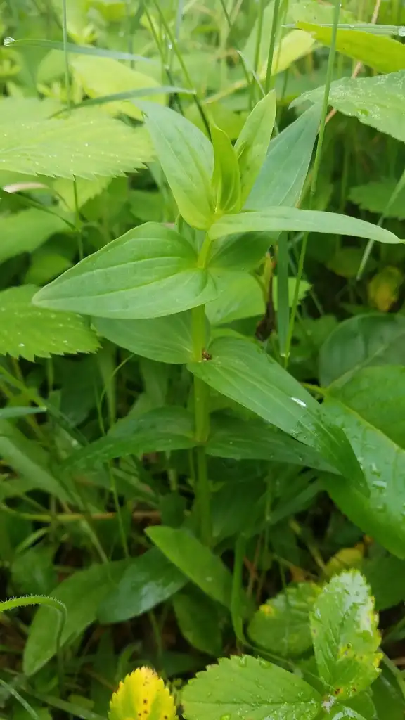Photo of Gentianella quinquefolia - Leaves:cassi saari