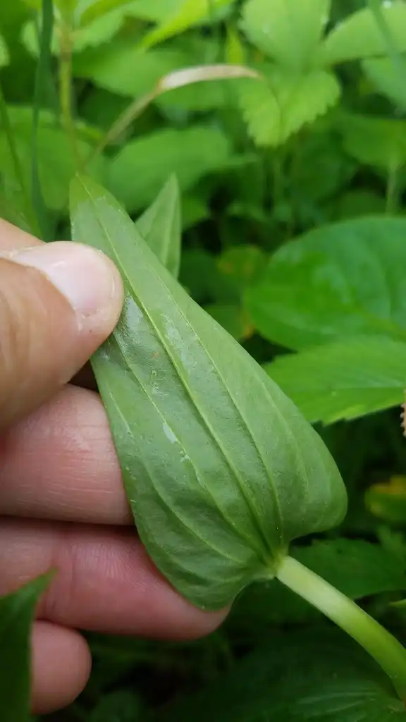 Photo of Gentianella quinquefolia - Underside of leaf:cassi saari