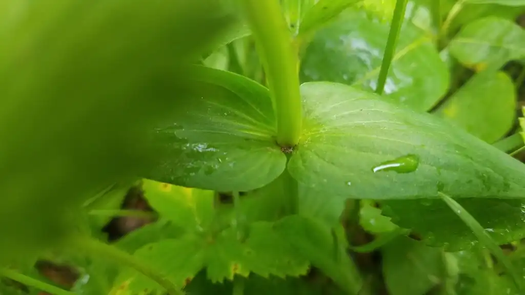 Photo of Gentianella quinquefolia - Stem and leaf attachment:cassi saari