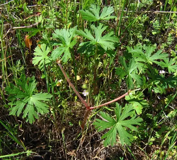 Photo of Geranium carolinianum (Geranium carolinianums)