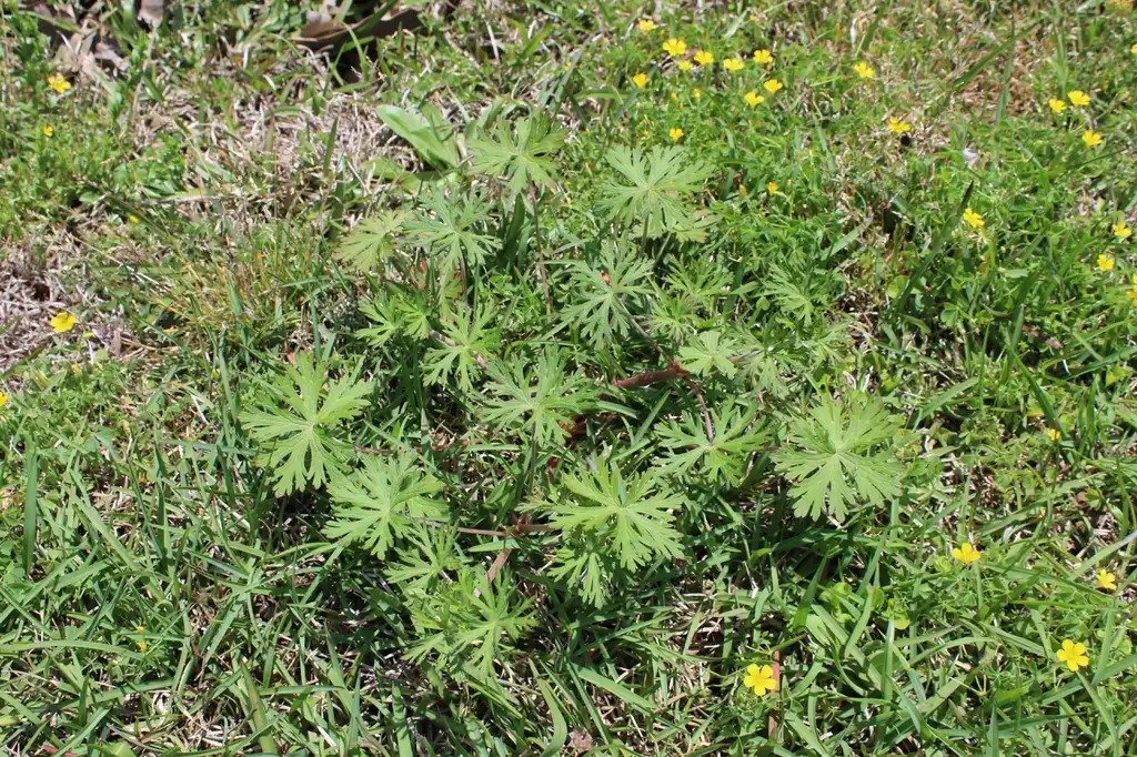 Photo of Geranium carolinianum (Geranium carolinianums)