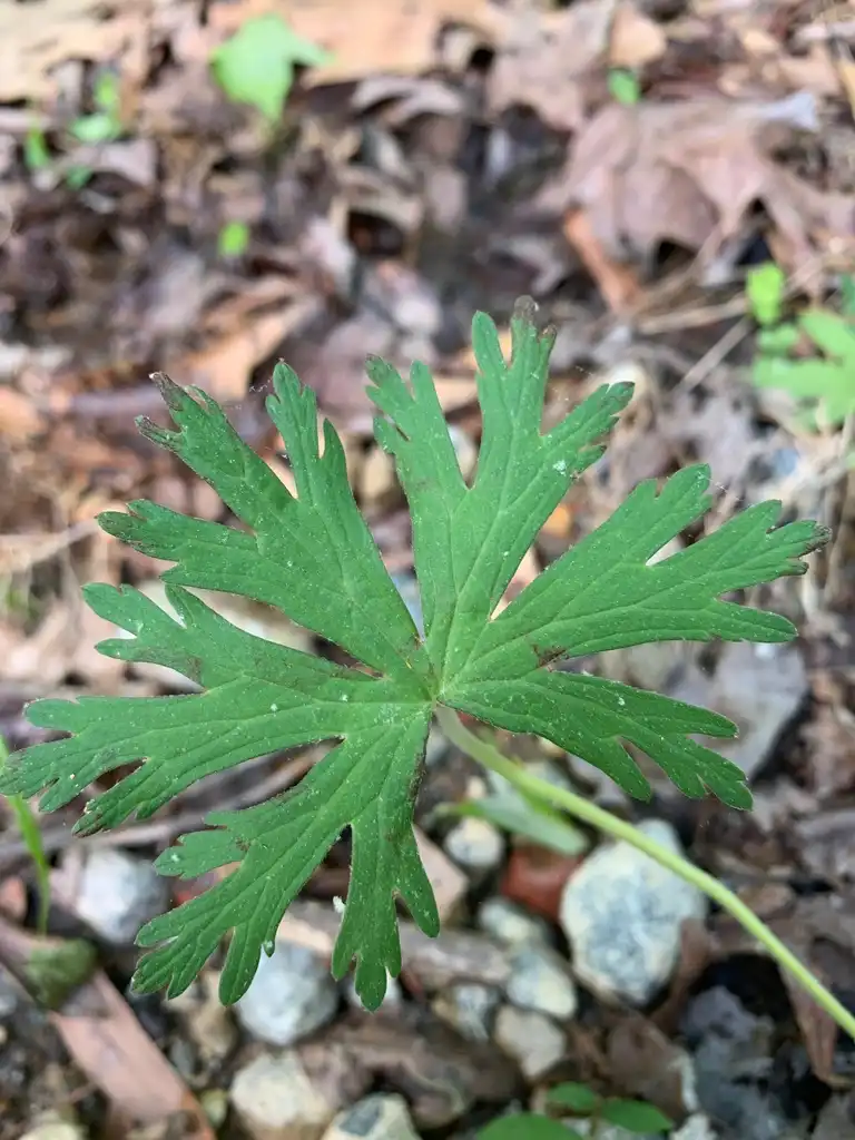 Photo of Geranium carolinianum - leaf detail, Union County, NC:Kristyna Culp