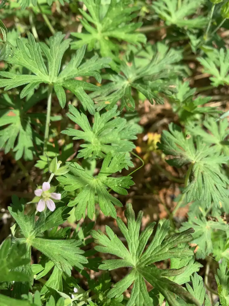 Photo of Geranium carolinianum - flower, spring, Union County, NC:Kristyna Culp