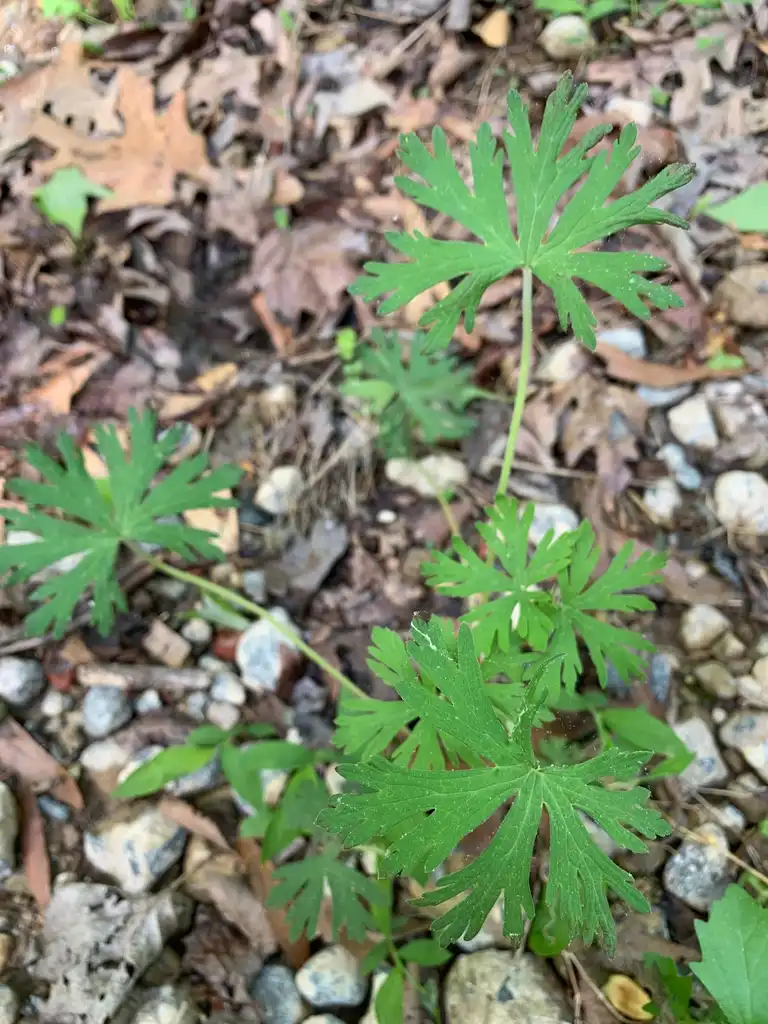 Photo of Geranium carolinianum - leaves, spring, Uniuon County, NC:Kristyna Culp