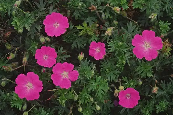 Фото Geranium maculatum (Geranium maculatums)