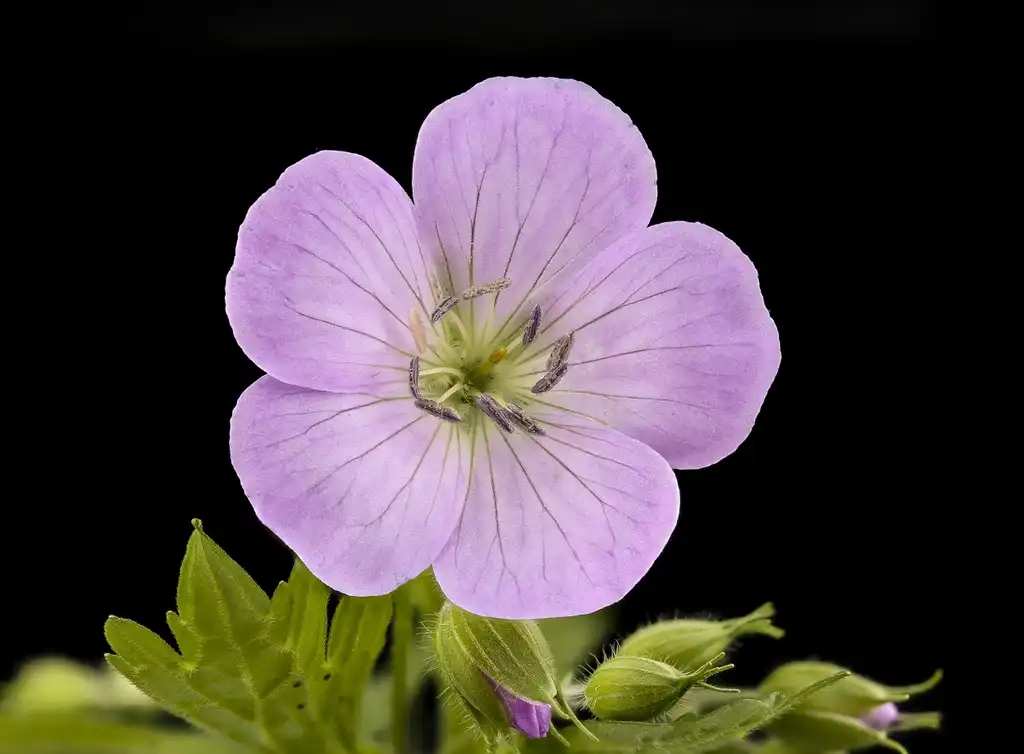 Фото Geranium maculatum (Geranium maculatums)