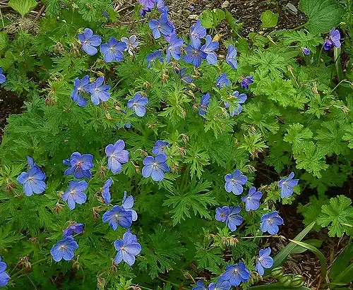 Фото Geranium maculatum - Geranium manculatum:Gwen Pearson