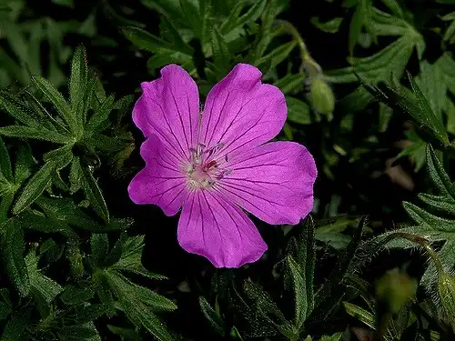 Фото Geranium maculatum - Flower and leaves:Marilylle Soveran