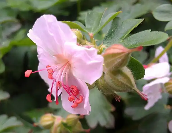 Фото Geranium maculatum - Open flower showing stamens and flower buds:DrewsTheOne_