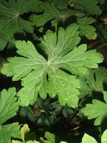 Фото Geranium maculatum - Leaf:Bill Barber