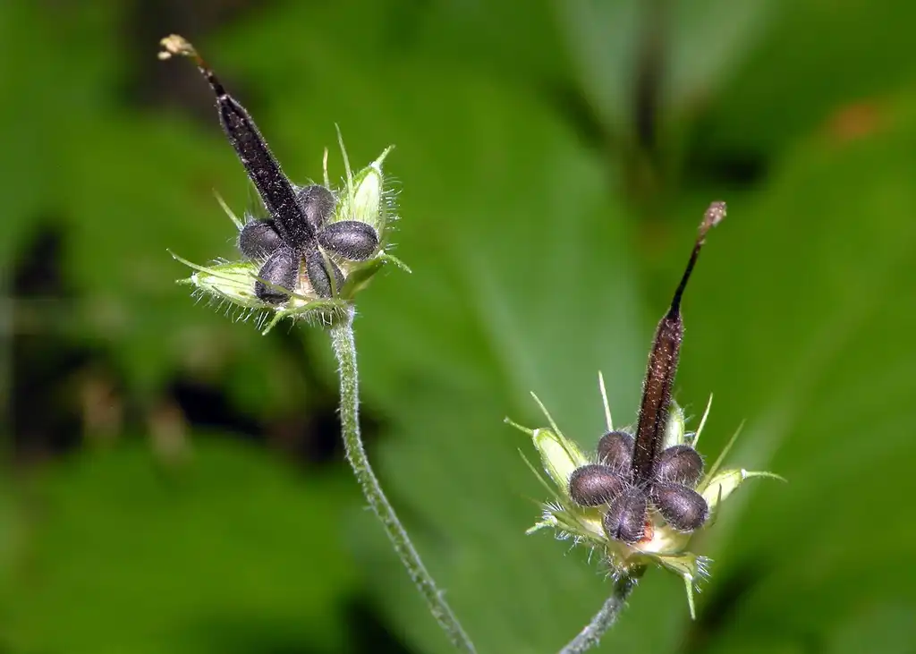 Фото Geranium maculatum - Seeds:Doug McGrady