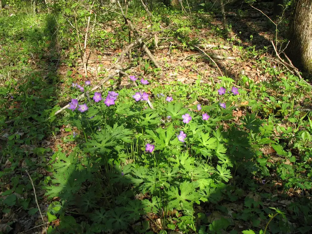 Фото Geranium maculatum - Great Smoky Mts National Park:Stacy Hodes