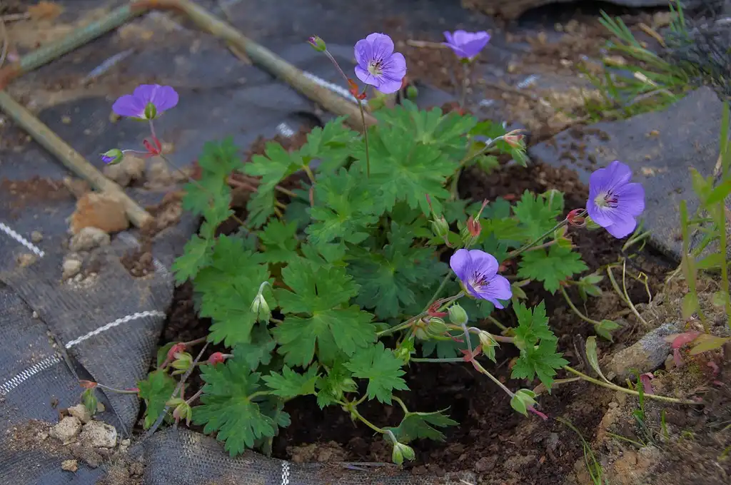 Foto de Geranium 'Rozanne' (Geranium 'Rozanne's)