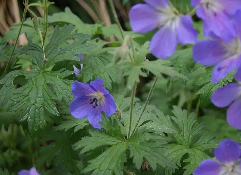 Foto de Geranium 'Rozanne' (Geranium 'Rozanne's)