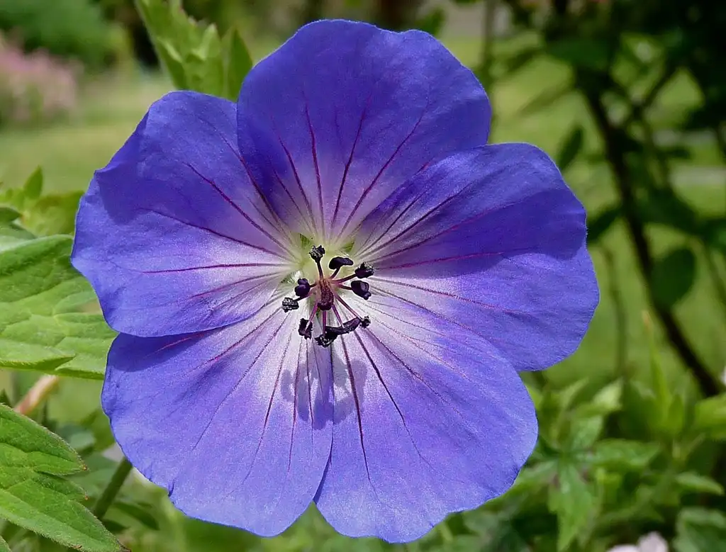 Foto de Geranium 'Rozanne' - Close up of flower:Jamain