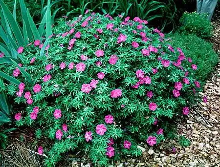 Фото Geranium sanguineum (Geranium sanguineums)