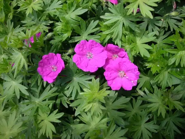 Фото Geranium sanguineum (Geranium sanguineums)
