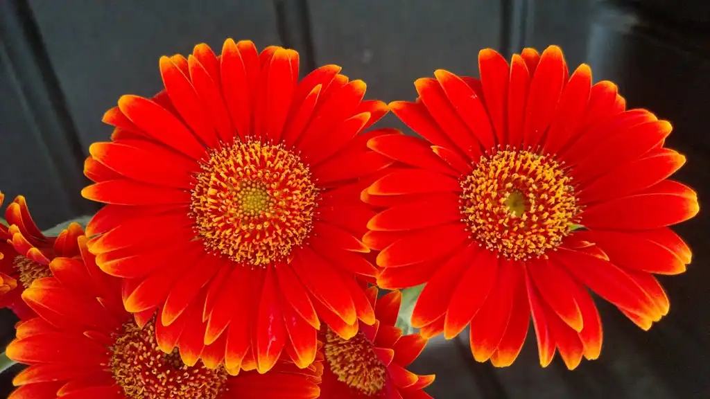 Photo of Gerbera jamesonii (Gerbera jamesoniis)