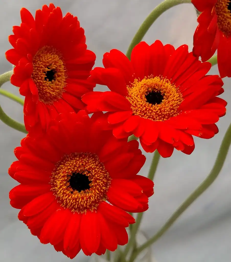 Photo of Gerbera jamesonii (Gerbera jamesoniis)