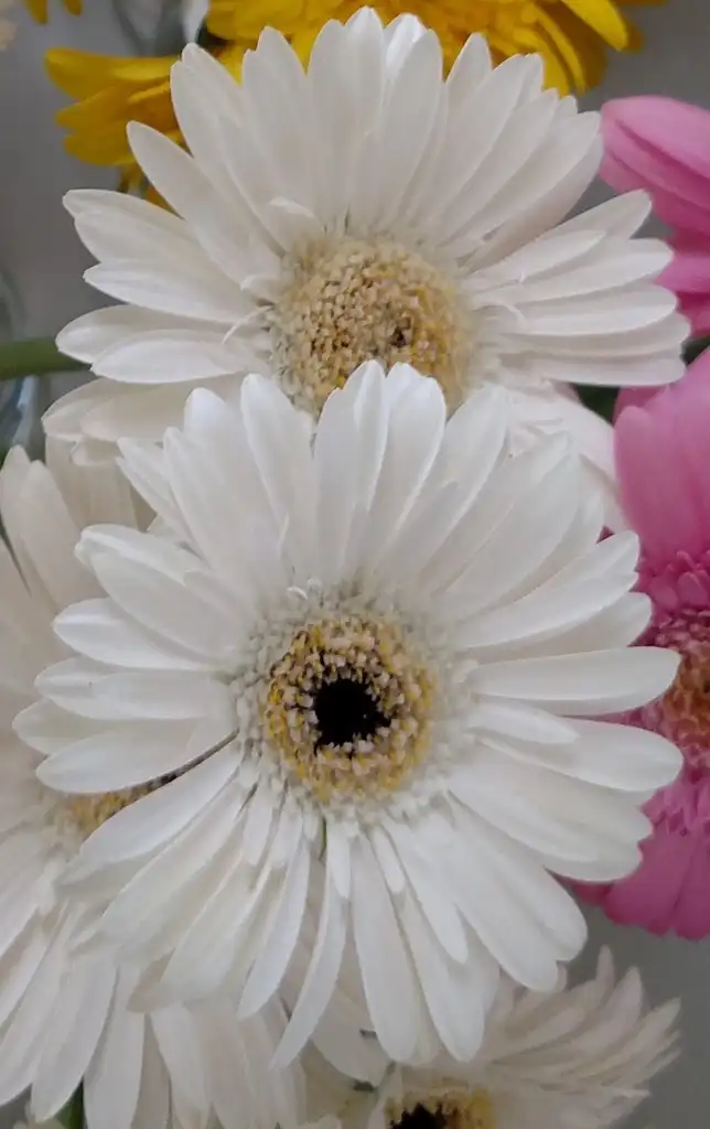 Photo of Gerbera jamesonii - 'White Snowy' Flower:Ben A. Bergmann