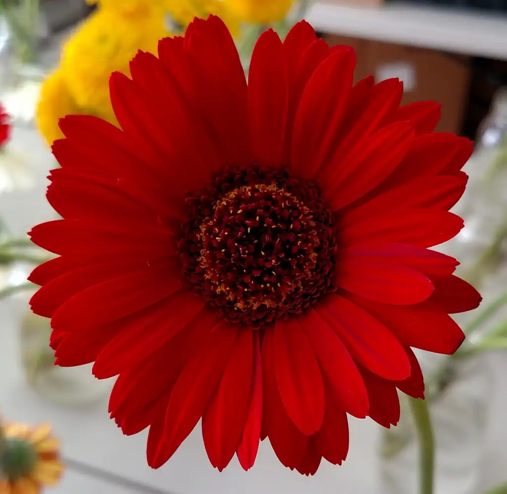 Photo of Gerbera jamesonii - 'Red Suri' Flower:Ben A. Bergmann