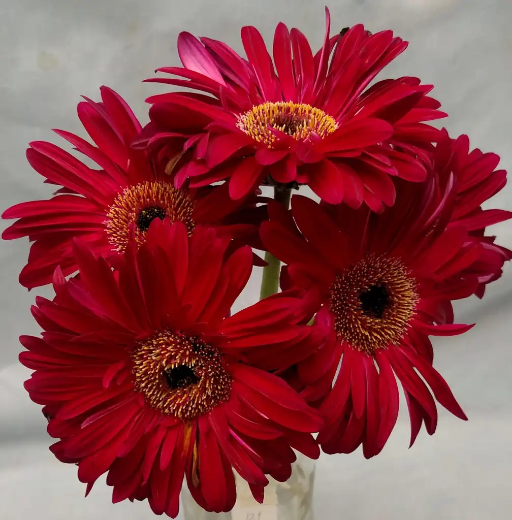 Photo of Gerbera jamesonii - 'Red Rafinee' Flower:Ben A. Bergmann
