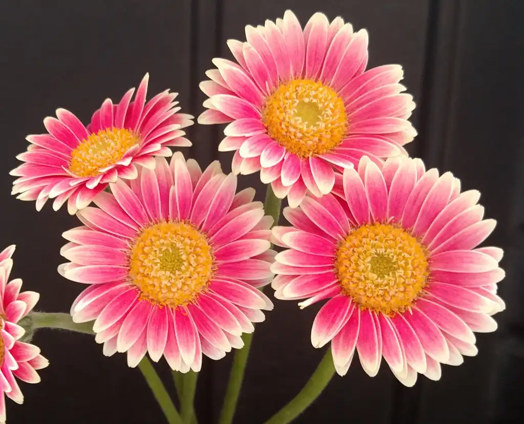 Photo of Gerbera jamesonii - 'Pink and White Linosa' Flower:Ben A. Bergmann