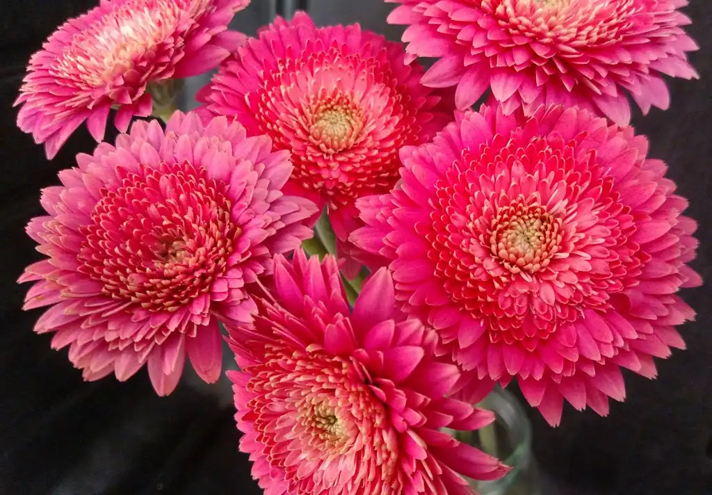 Photo of Gerbera jamesonii - 'Deep Pink Cupid' Flower:Ben A. Bergmann
