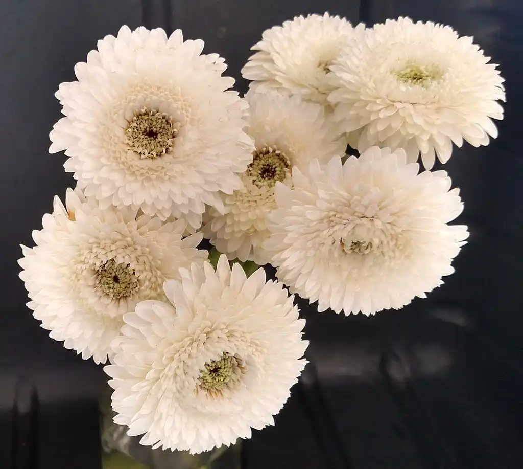 Photo of Gerbera jamesonii - 'White Amando' Flower:Ben A. Bergmann