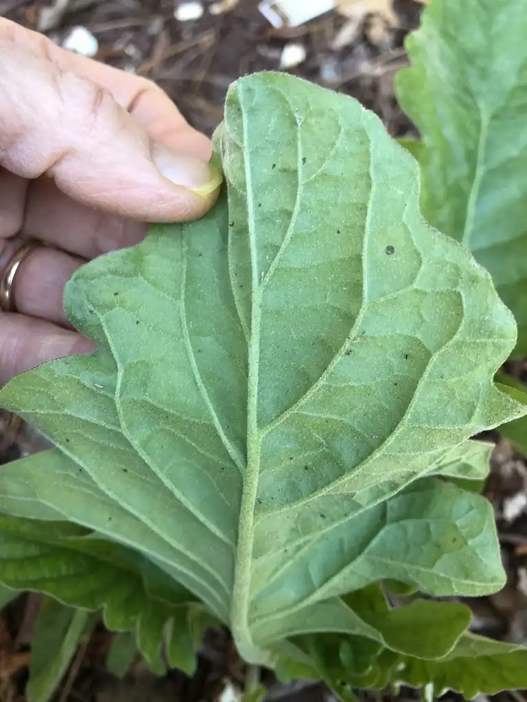 Photo of Gerbera jamesonii - Back Of Leaf (Pitt County, NC)-Spring:Jeannette Debs