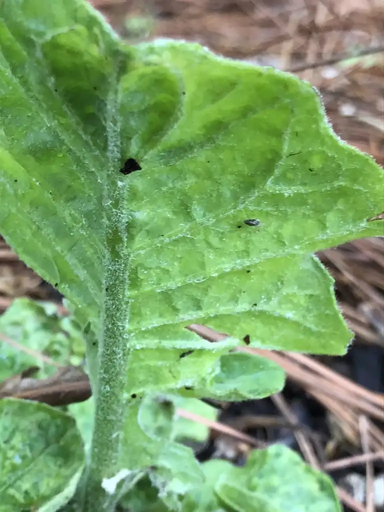 Photo of Gerbera jamesonii - Under Leaves (Warren County,NC):Cathy Dewitt