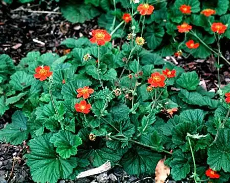 Foto de Geum (Geums)