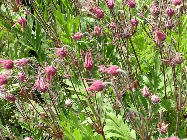 Foto de Geum (Geums)