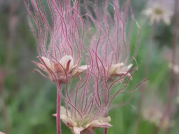 Foto de Geum - Seed head:Matt Lavin
