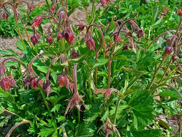Foto de Geum - :H. Zell