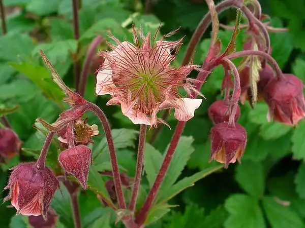 Foto de Geum - Flower close up:H. Zell
