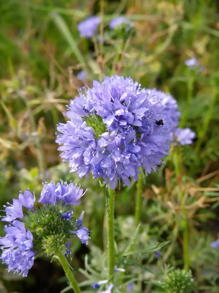 Photo of Gilia capitata (Gilia capitatas)