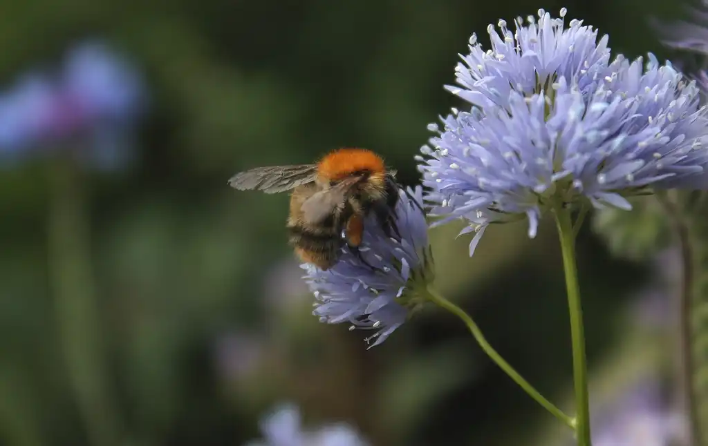 Photo of Gilia capitata (Gilia capitatas)
