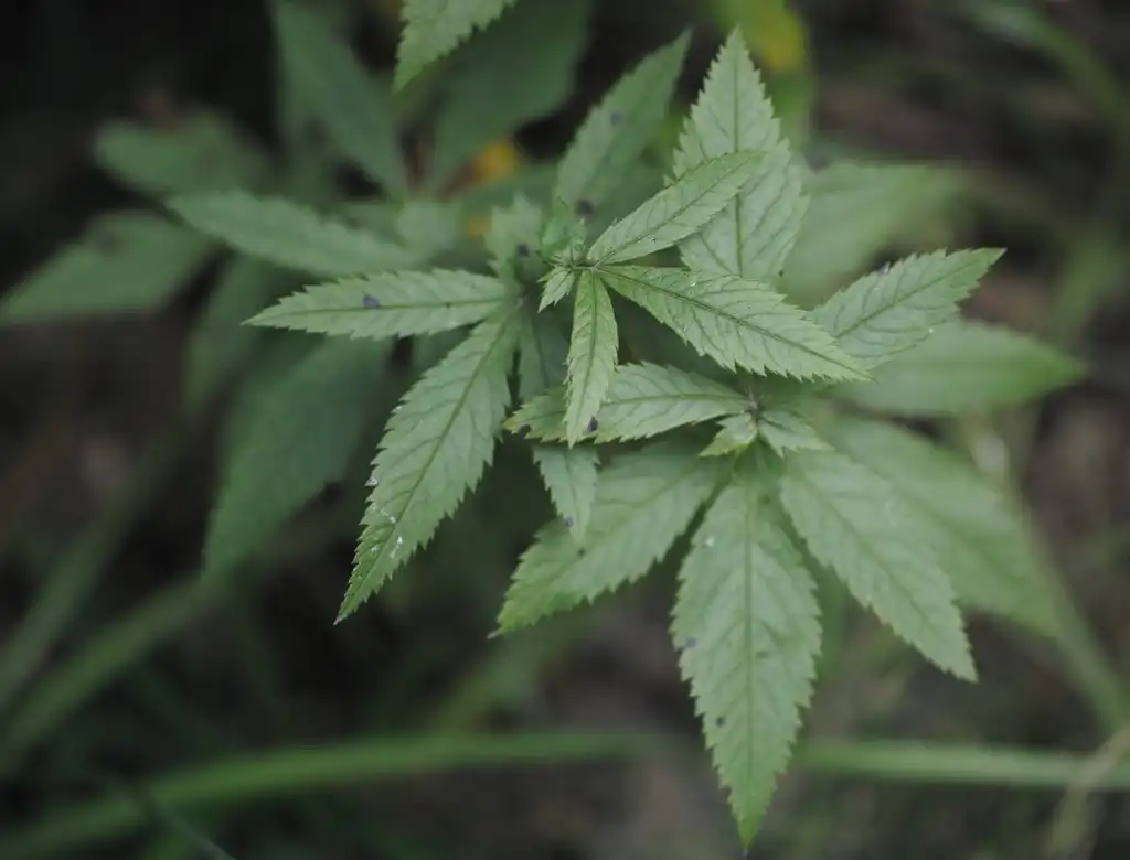 Foto de Gillenia stipulata - Later upper leaves:bendingtree