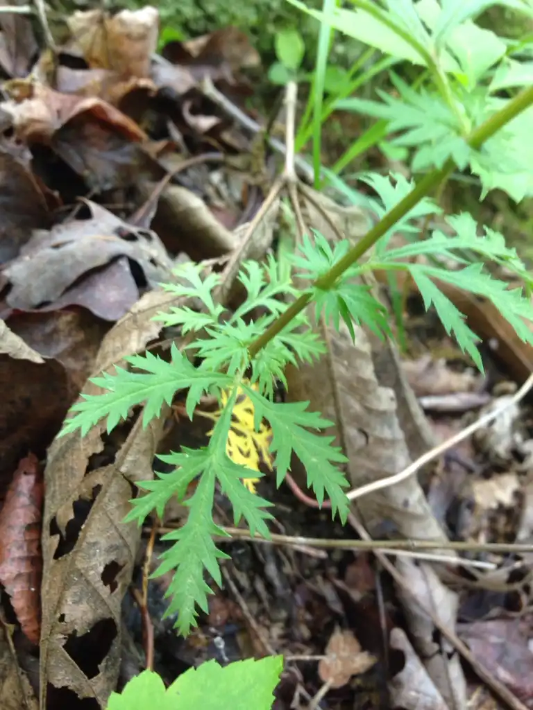 Foto de Gillenia stipulata - Early lower leaves:CDance