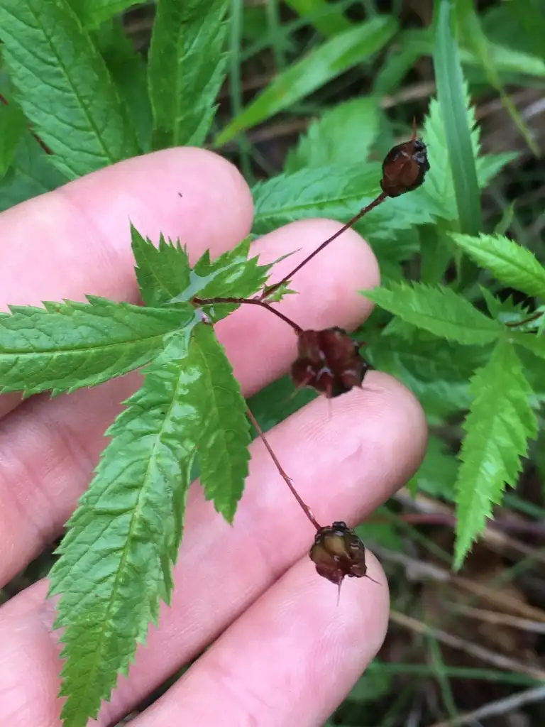 Foto de Gillenia stipulata - Fruit:Cooper Breeden