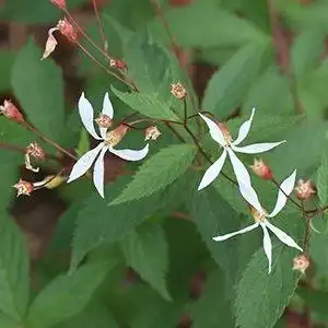Photo of Gillenia trifoliata (Gillenia trifoliatas)
