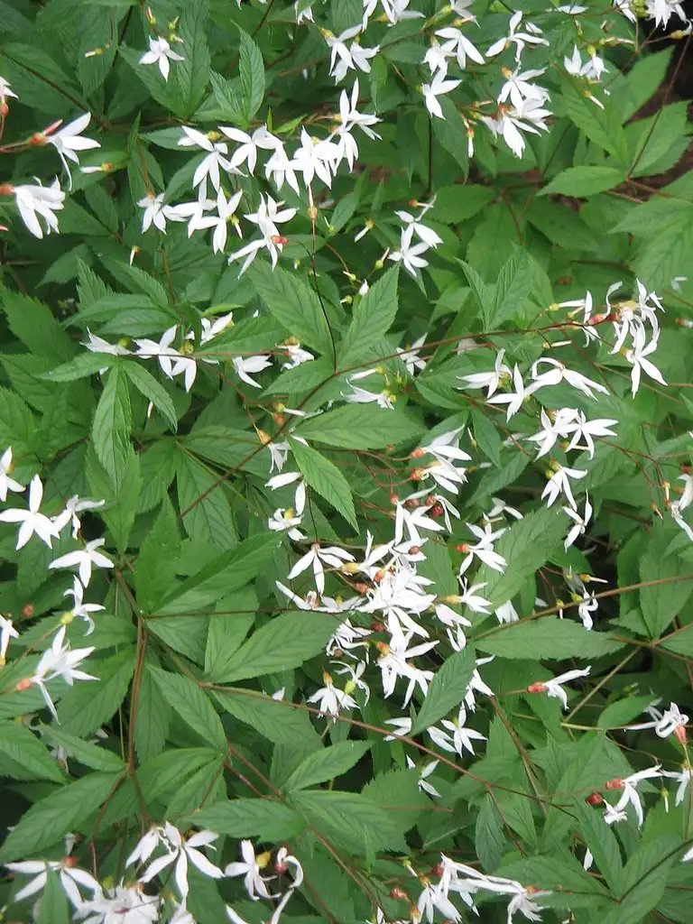 Photo of Gillenia trifoliata (Gillenia trifoliatas)