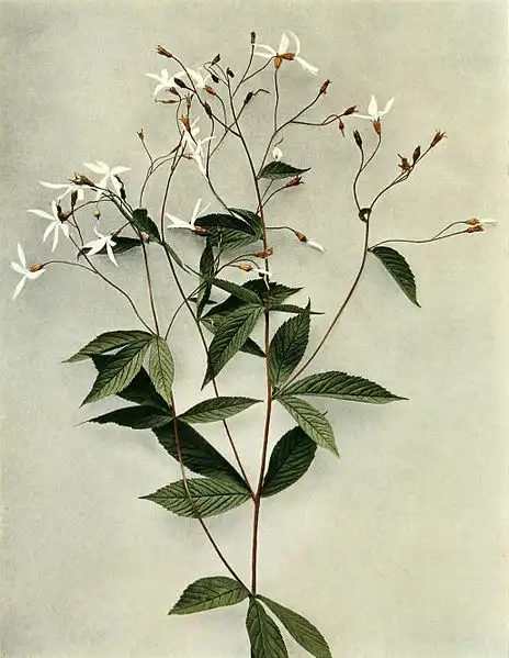 Photo of Gillenia trifoliata - Stems:Harold H. Snyder