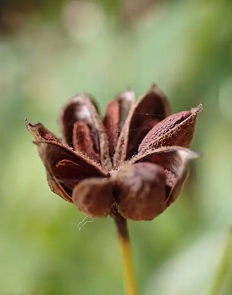 Photo of Gillenia trifoliata - Buds:Krzysztof Ziarnek