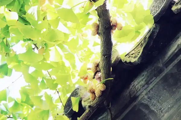 Photo of Ginkgo biloba (Ginkgo bilobas)
