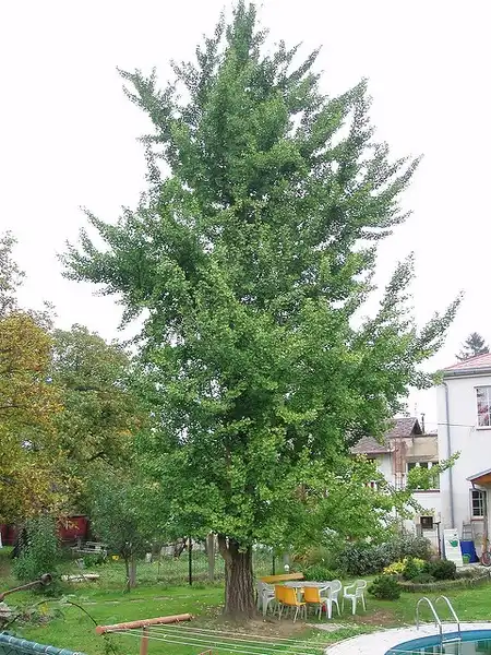 Photo of Ginkgo biloba (Ginkgo bilobas)