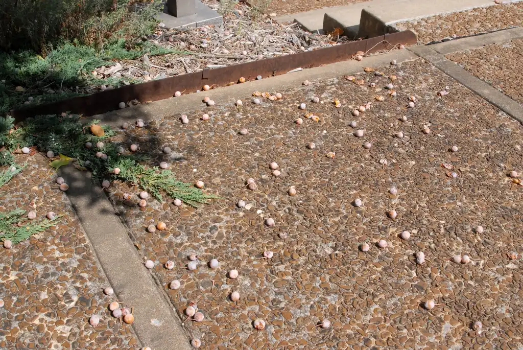 Photo of Ginkgo biloba - Fleshy seeds can fall on walkways and become a maintenance issue.:Jim Robbins